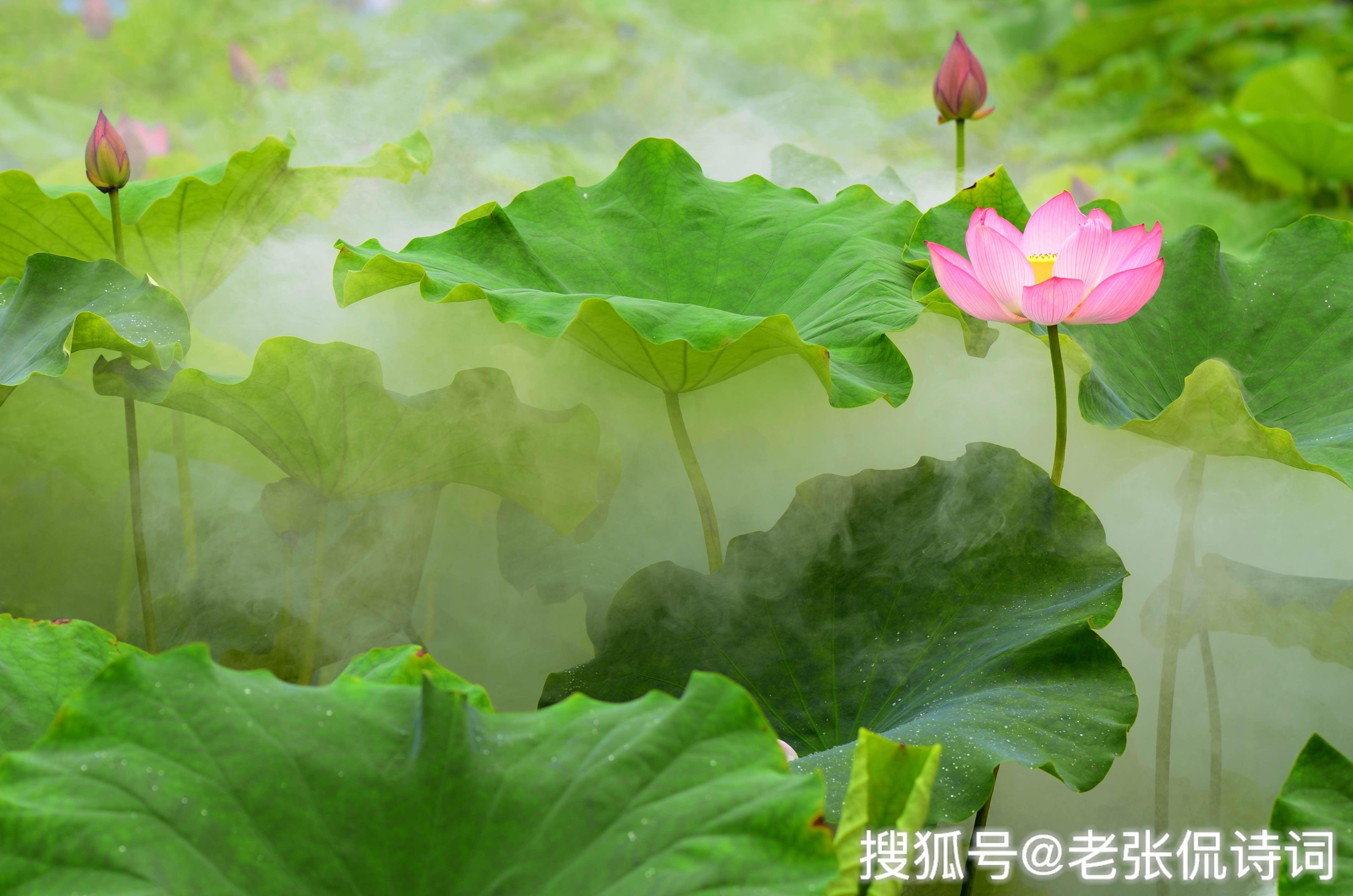 強弱懸殊，難定分界!池上荷花二三片打一准确生肖请全面2释义、解释与落实、构建解答解释落实