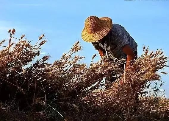 世代为农耕田地，家境贫苦创财富打一准确生肖,警惕虚假宣传,时代解答解释落实